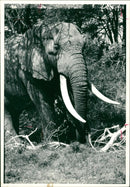 Elephant - Vintage Photograph