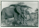Elephant - Vintage Photograph