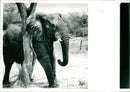 Elephant - Vintage Photograph
