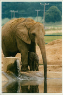 Elephant - Vintage Photograph