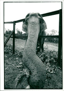 Elephant - Vintage Photograph