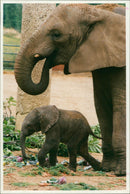 Elephant - Vintage Photograph