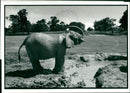 Elephant - Vintage Photograph