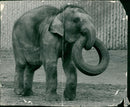 Elephant - Vintage Photograph