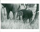 Elephant - Vintage Photograph