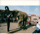 Elephant - Vintage Photograph