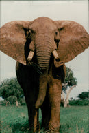 Elephant - Vintage Photograph