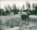 Elephant - Vintage Photograph