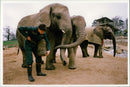 Elephant - Vintage Photograph