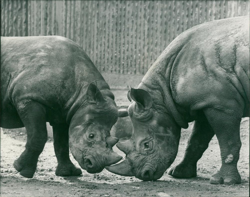 Rhinoceros Animal - Vintage Photograph