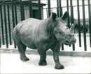 Rhinoceros Animal - Vintage Photograph