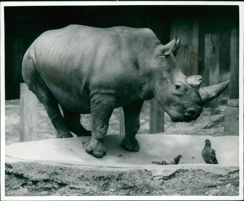 Rhinoceros Animal - Vintage Photograph