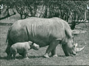 Rhinoceros Animal - Vintage Photograph