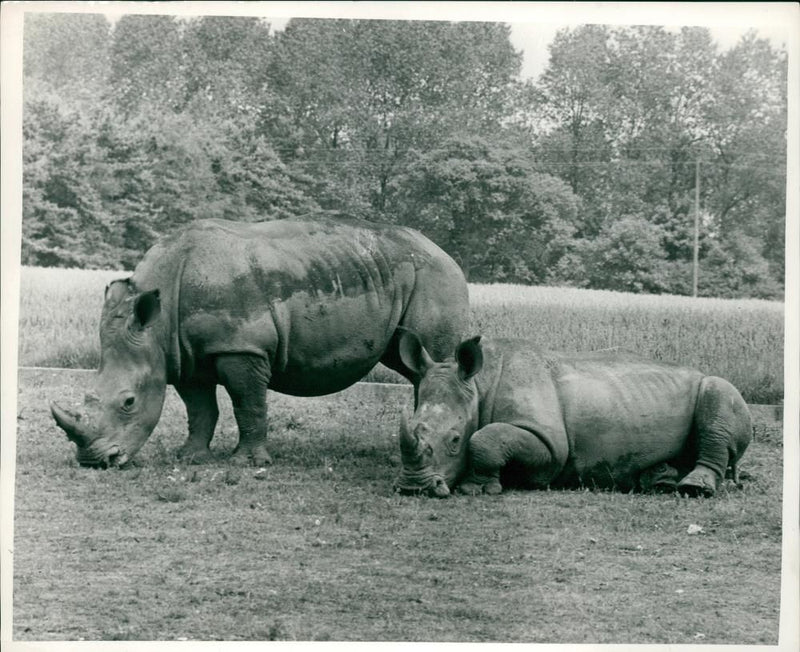 Rhinoceros Animal - Vintage Photograph