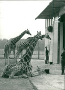Giraffe Animal. - Vintage Photograph