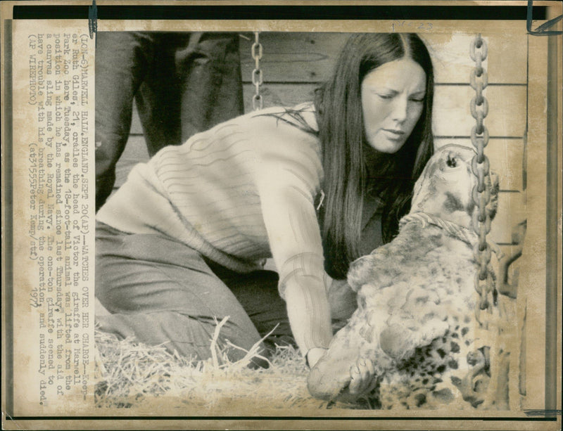 Giraffe Animal. - Vintage Photograph