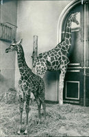 Giraffe Animal. - Vintage Photograph
