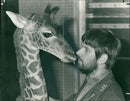 Giraffe Animal. - Vintage Photograph