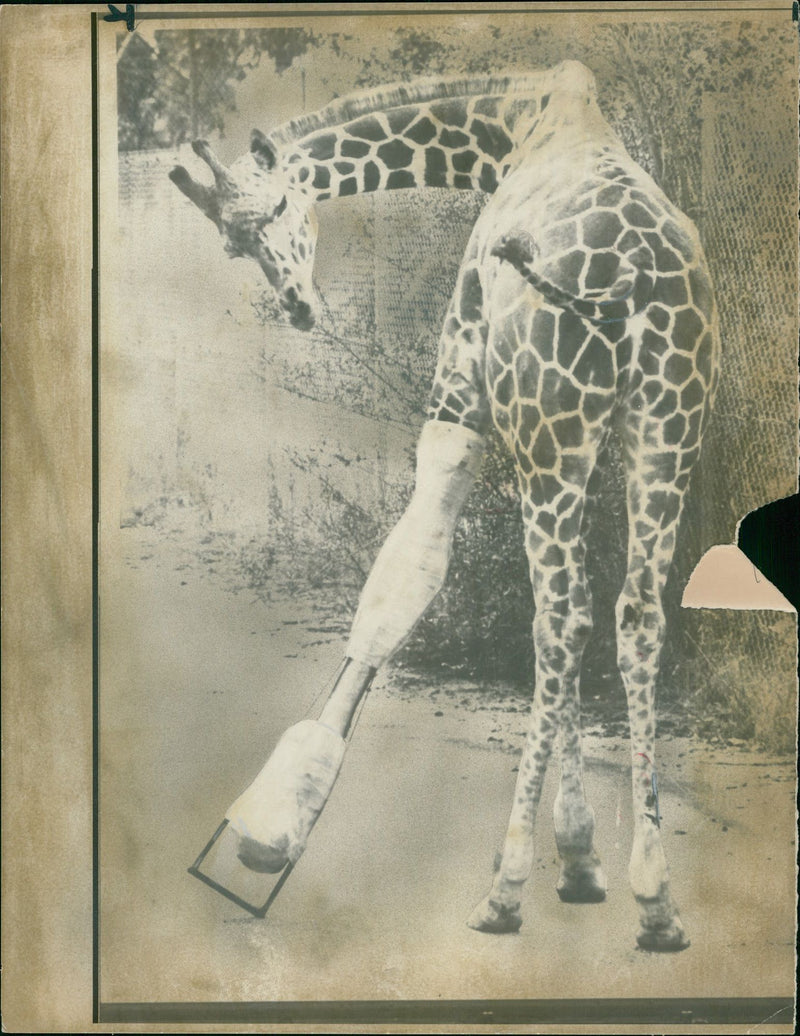 Giraffe Animal. - Vintage Photograph