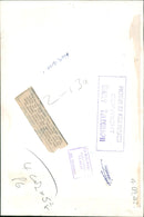 Giraffe Animal. - Vintage Photograph