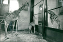 Giraffe Animal. - Vintage Photograph