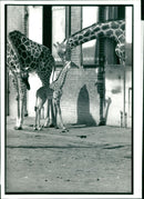 Giraffe Animal. - Vintage Photograph