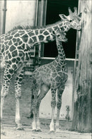 Giraffe Animal. - Vintage Photograph