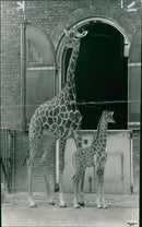 Giraffe Animal. - Vintage Photograph