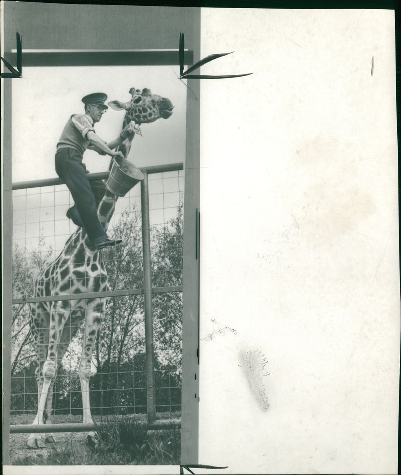 Giraffe Animal.Mr Leslie nield. - Vintage Photograph