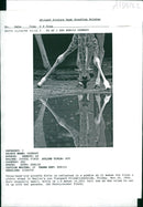 Giraffe Animal. - Vintage Photograph