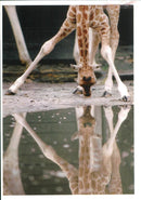 Giraffe Animal. - Vintage Photograph
