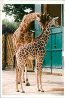 Giraffe Animal. - Vintage Photograph