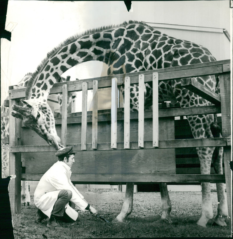 Giraffe Animal.Not even a specially buift enclosure to stop him kicking could prevent max a 17ft tall giraffe. - Vintage Photograph