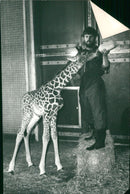 Giraffe Animal. - Vintage Photograph