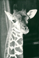 Giraffe Animal. - Vintage Photograph