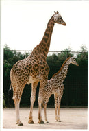 Giraffe Animal. - Vintage Photograph