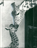 Giraffe Animal. - Vintage Photograph