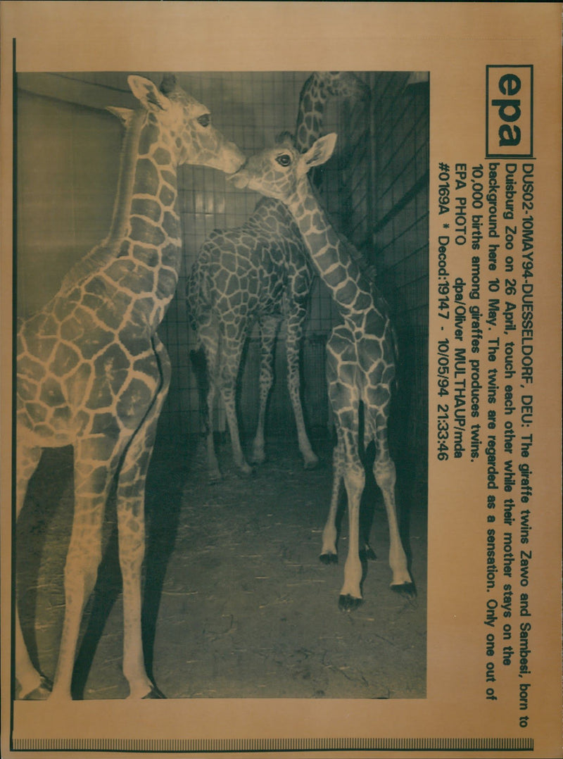 Giraffe Animal. - Vintage Photograph