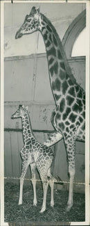 Giraffe Animal. - Vintage Photograph