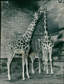 Giraffe Animal. - Vintage Photograph