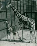 Animal Giraffe at whipsnade. - Vintage Photograph
