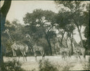 Animal Giraffe. - Vintage Photograph