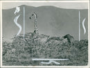 Animal Giraffe. - Vintage Photograph