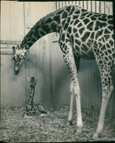 Animal Giraffe. - Vintage Photograph