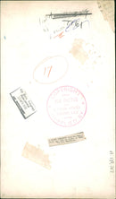 Animal Baby Giraffe. - Vintage Photograph