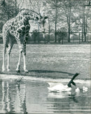 Animal Giraffe avril. - Vintage Photograph
