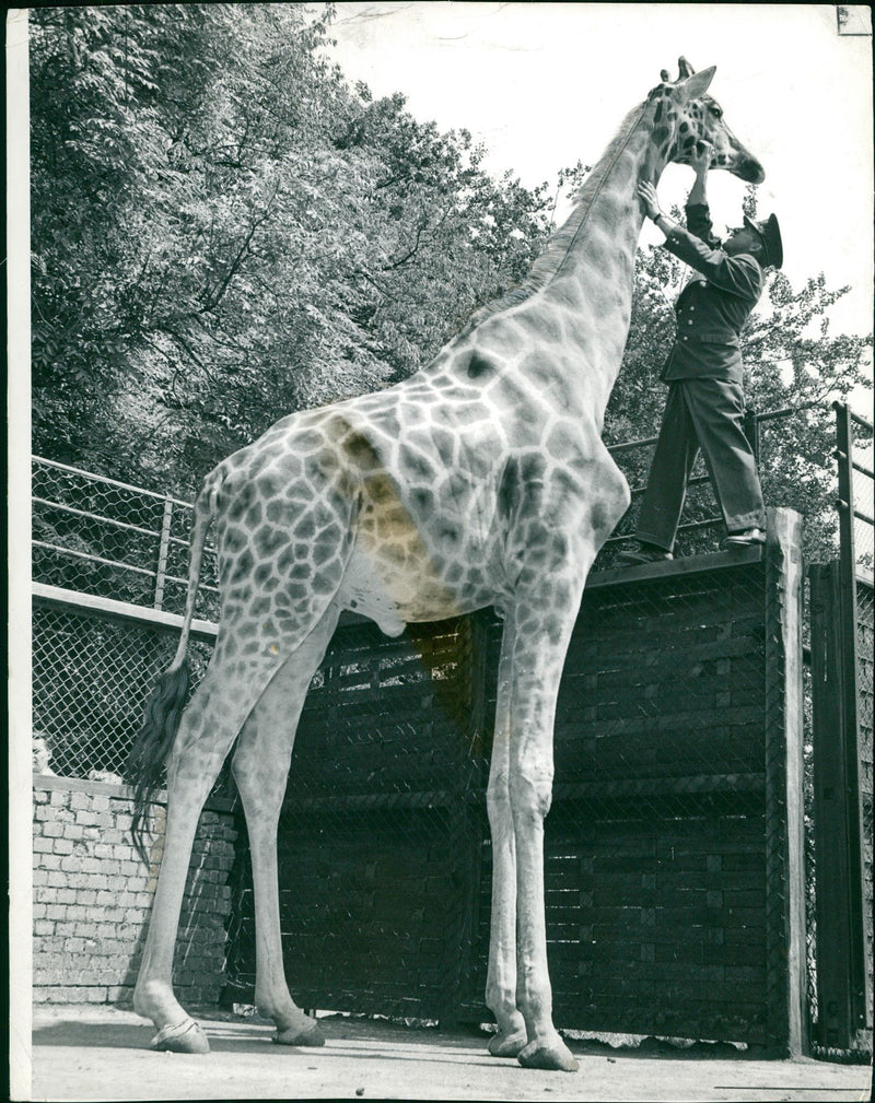 Animal Male Giraffe. - Vintage Photograph