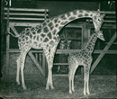 Animal Giraffe whipsnade - Vintage Photograph