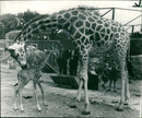 Animal Giraffe. - Vintage Photograph