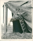 Animal Giraffe from mombasa. - Vintage Photograph